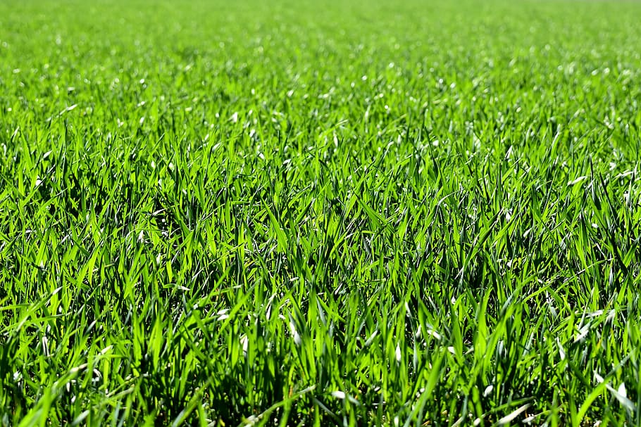 green grass, meadow, field, green, nature, grass, landscape, green color, playing field, soccer