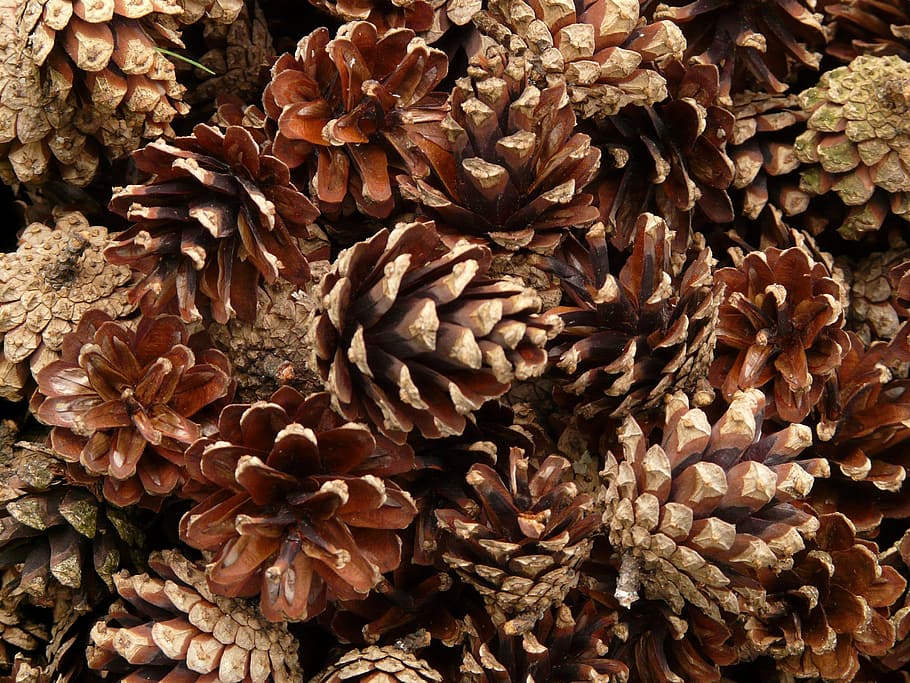 brown, pine cone lot, pine cones, pine, wood, tree, macro, close, full frame, close-up