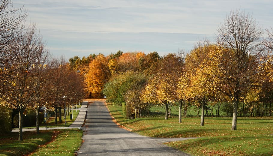 秋, 色, アレ, 道路, 木, 自然, 進む道, 人なし, 静かな情景, 植物