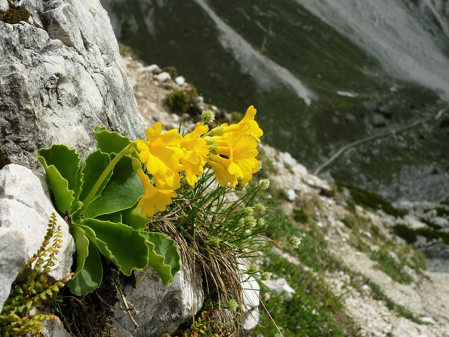 Auricula, flor, planta alpina, primula auricula, amarillo, roca - objeto, naturaleza, planta, vista de ángulo alto, planta floreciendo