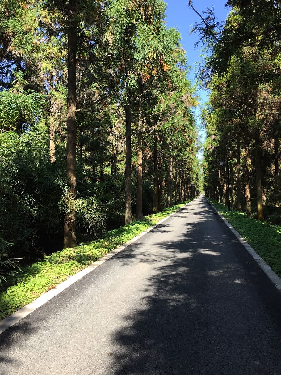 shanghai, chongming, dongping, forest park, metasequoia, nature, forest, tree, road, outdoors