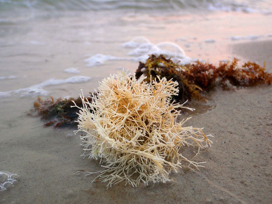 beach, seaweed, coral, sand, nature, peaceful, relax, mindful, calm, marine