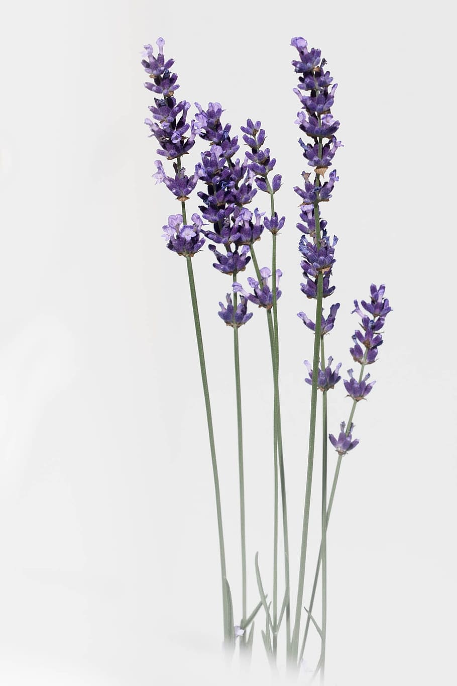 close, photography, purple, flowers, close up photography, lavender, flower, nature, summer, provence