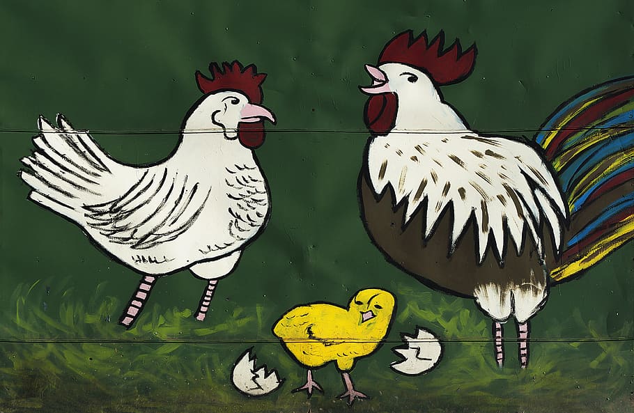 hahn, chicken, graphic, painting, advertising, chicken run, bird, poultry, animal themes, animal