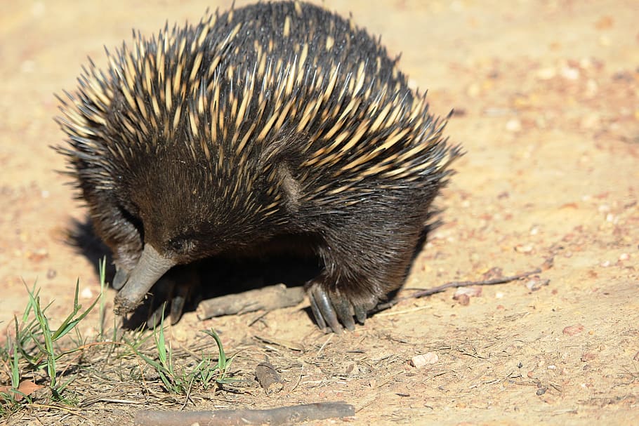 エキドナ オーストラリア 動物 有袋類 かわいい 動物のテーマ 動物の野生動物 1匹の動物 野生の動物 哺乳動物 Pxfuel