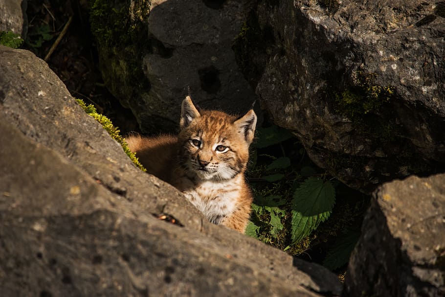 brown mountain cat, Young, Lynx, Lynx, Cat, Nature, young lynx, lynx, baby, sweet, one animal