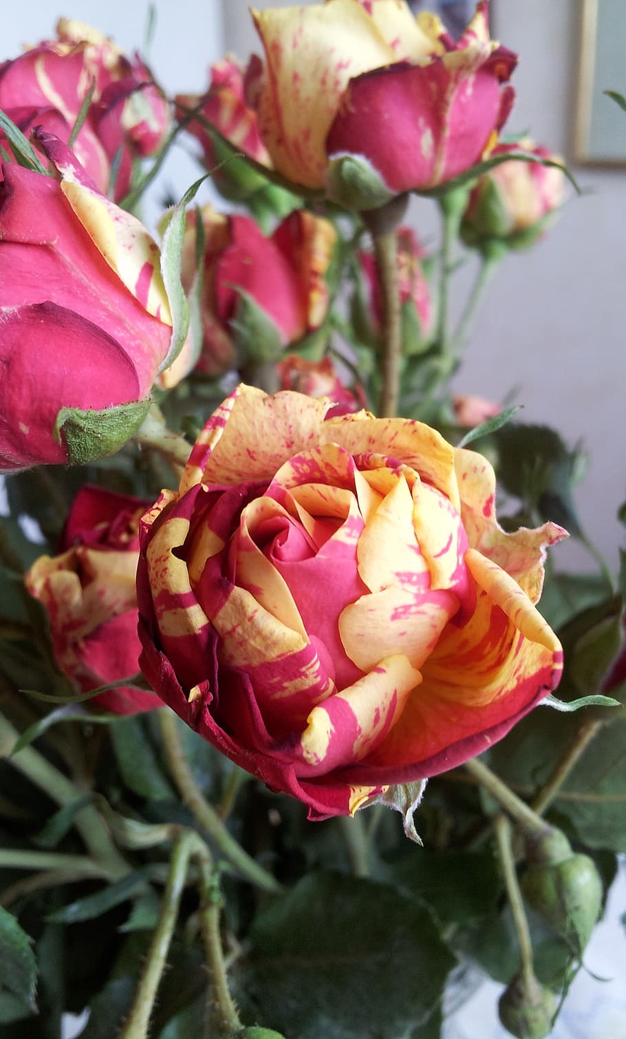 ros, yellow, red, rödgul, rödgul rose, beautiful rose, two tone, two-tone rose, roses, flowers