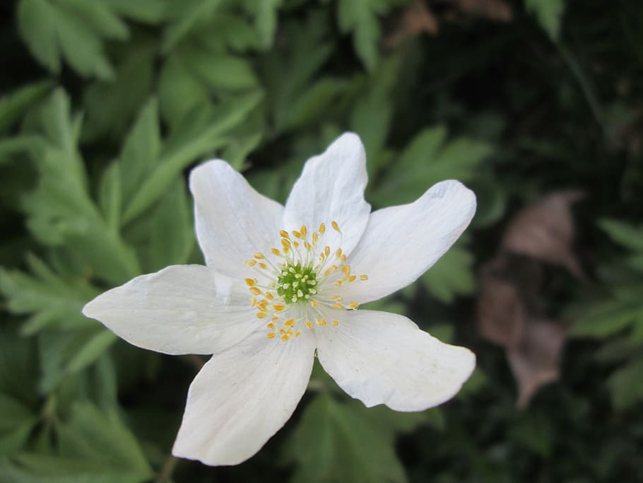wood anemone, spring, anemones, spring flower, white, flowers, spring flowers, flower, early summer, sip