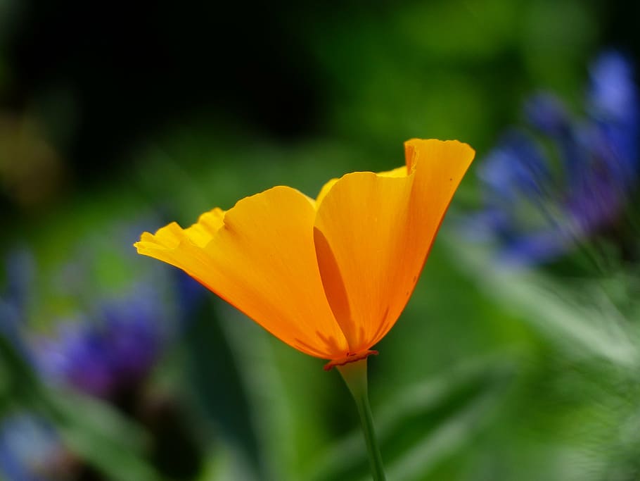 orange, petaled flower, selective, focus photography, eschscholzia californica, poppy, blossom, bloom, plant, bright