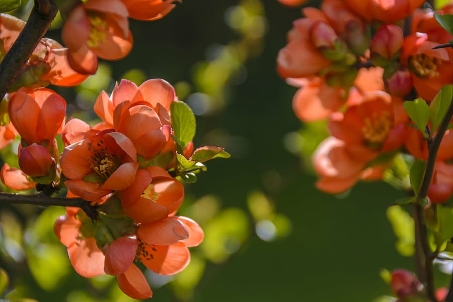 superficial, fotografía de enfoque, naranja, flores, un cotoneaster en flor, rojo, primavera, los rayos del sol, luz fuerte, brillo
