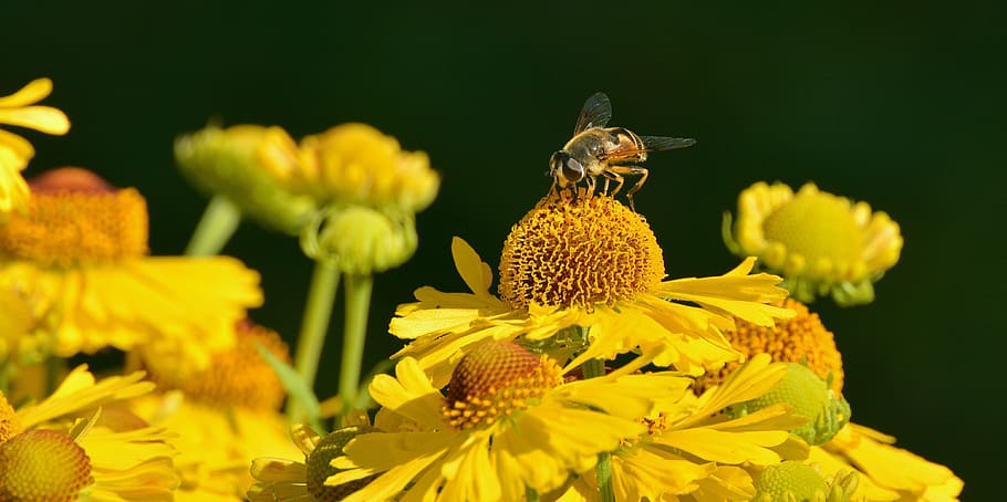 fotografi makro, bumble, bee, bunga, brews matahari, helenium, komposit, taman bunga, bunga musim panas, serangga