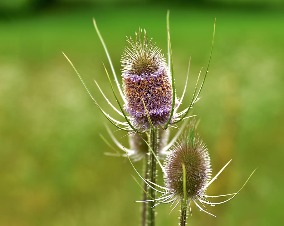 cardo, floración, verano, vegetal, flora, violeta, espinosa, púrpura,  inflorescencia, Flor | Pxfuel