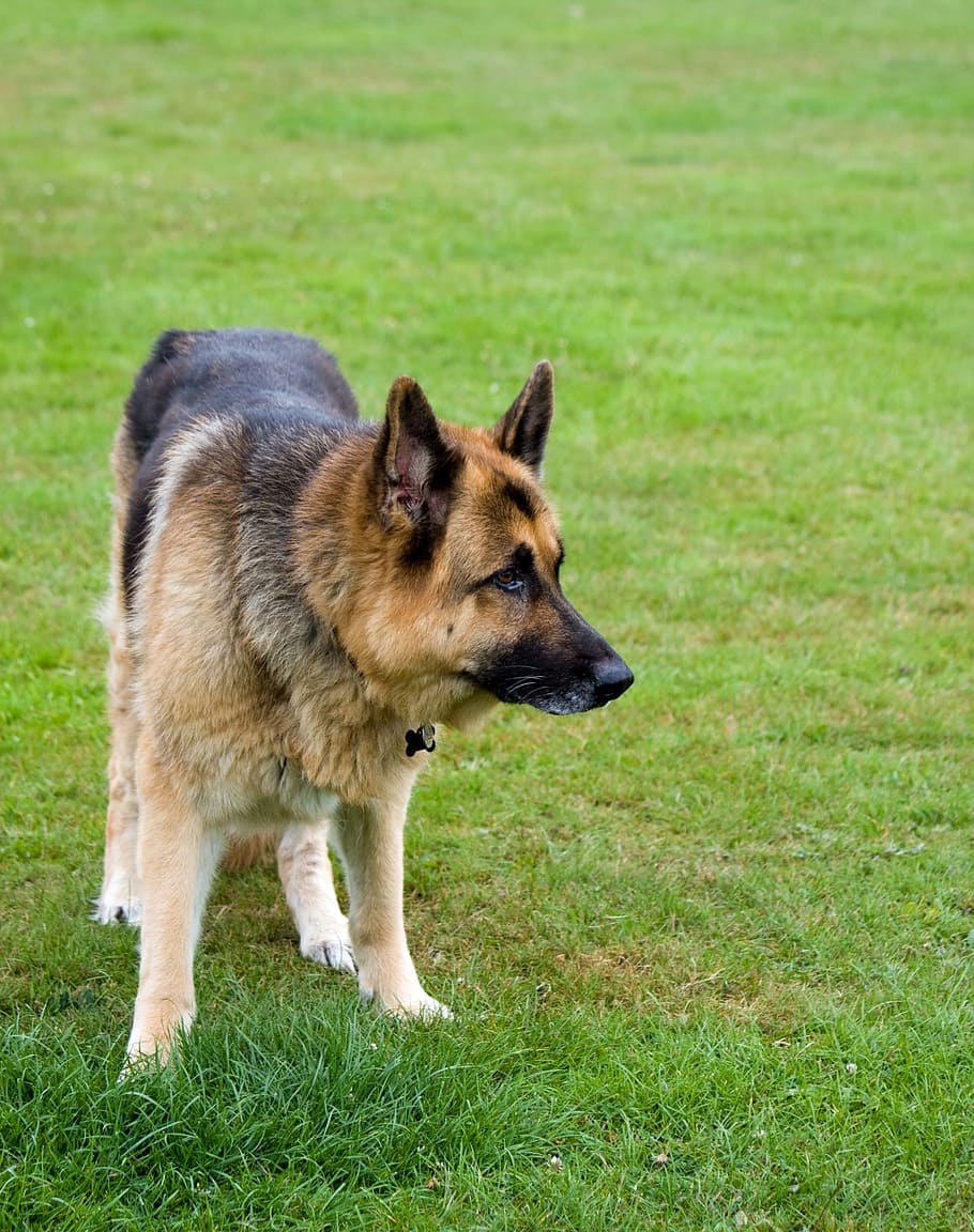 dog, german shepherd, alsatian, animal, pet, canine, beautiful, standing, guard dog, grass