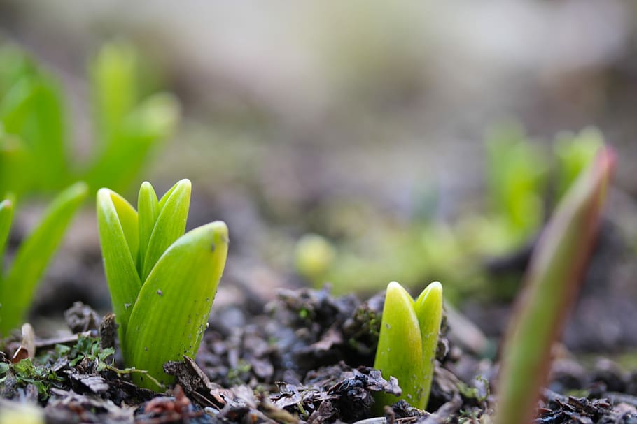 tulips, flower bulbs, the growing, spring, growth, plant, green color, nature, plant part, land