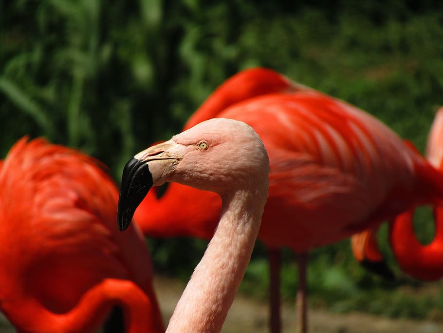 flamingo, pink, pink flamingo, exotic, water bird, feather, flamingos, birds, zoo, beak