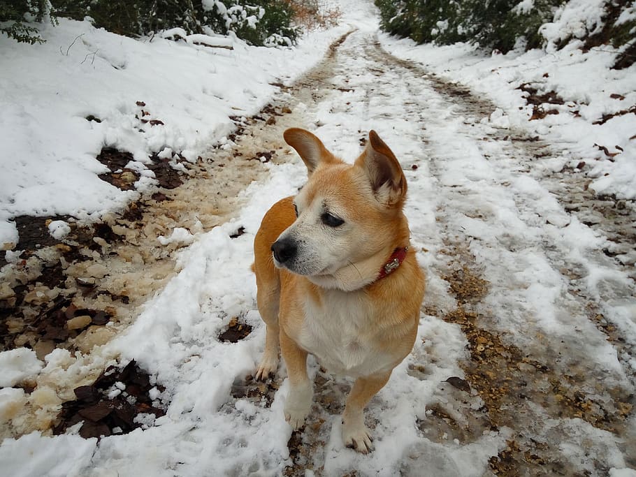 roly, snow, nevado, dog, can, pet, animals, winter, walk, forest