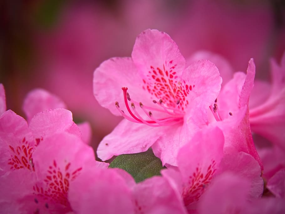 rosado, flores, fondo, pétalos, flora, floral, plantas, orgánico, natural, primavera