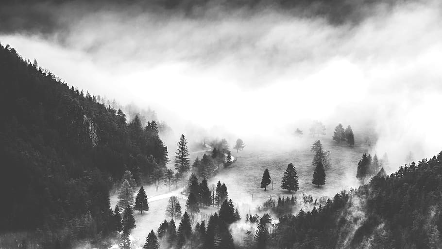 nature, black and white, monochrome, fog, clouds, sky, trees, pine tree, mountain, landscape
