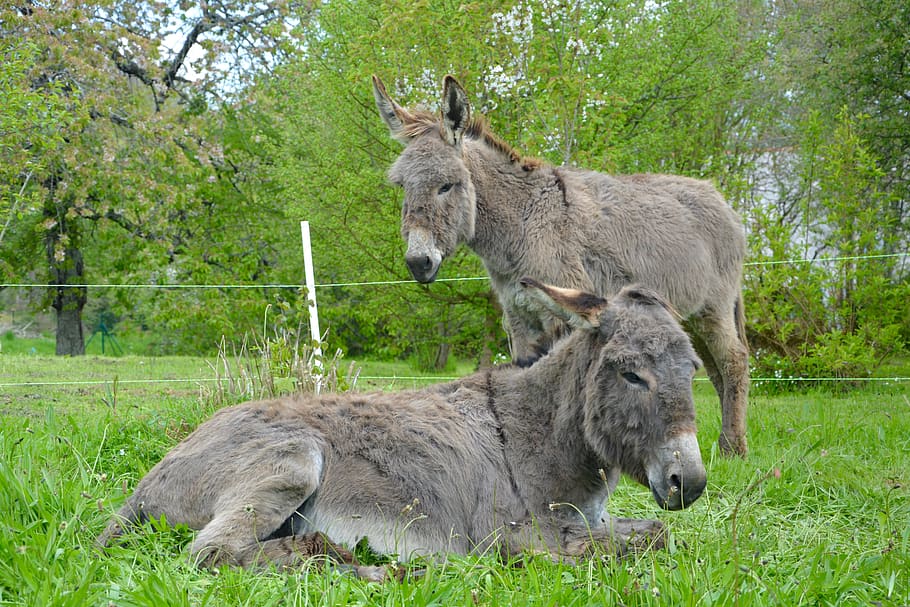 ass lying down, donkey standing, complicity, companion, boyfriend, ruminant, saint andré, domestic animal, long ears, pets