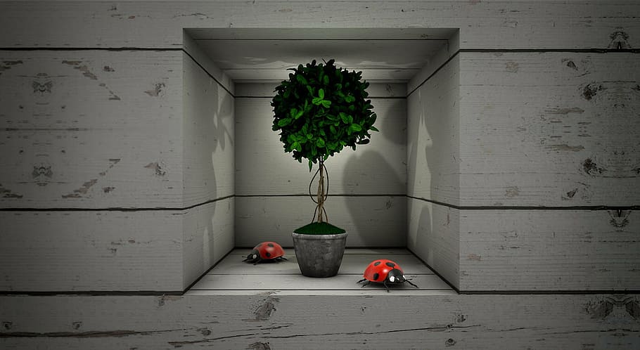 green, leafed, plant, gray, pot, beetle, box, boards, niche, wood