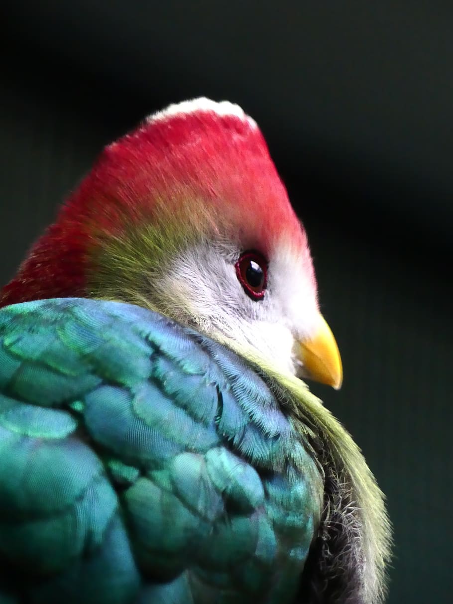 Bird Of Paradise Bird Colorful Nature Zoo Head Plumage