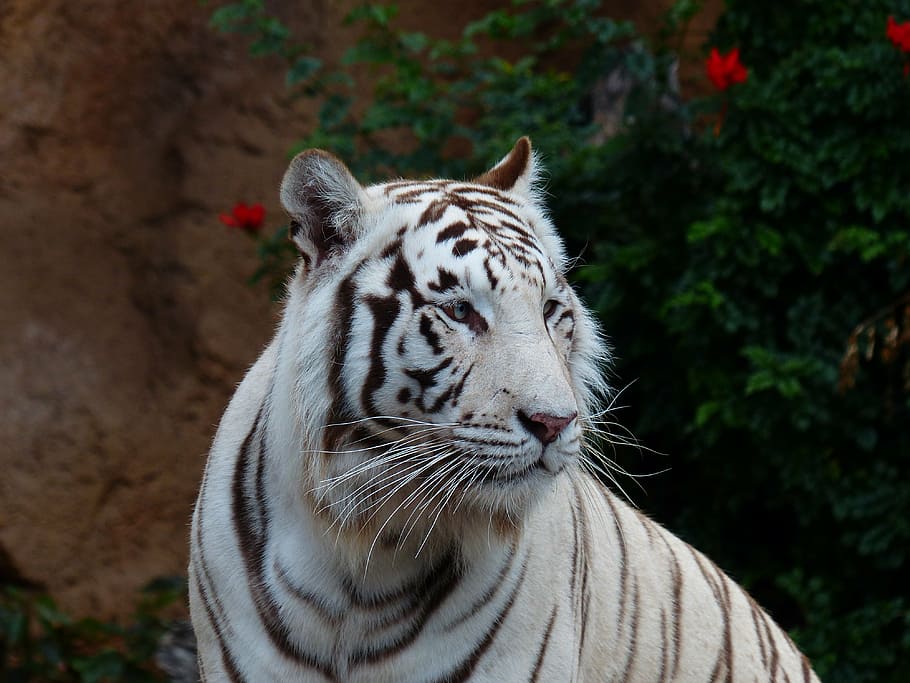 tigre albino, tigre de bengala branco, tigre, gato, predador, perigoso, gato selvagem, gato grande, rei tigre, panthera tigris tigris
