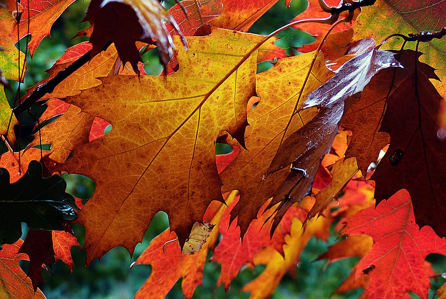 Musim gugur, Hues, pohon maple, bagian tanaman, daun, perubahan, hari, alam, kering, warna oranye