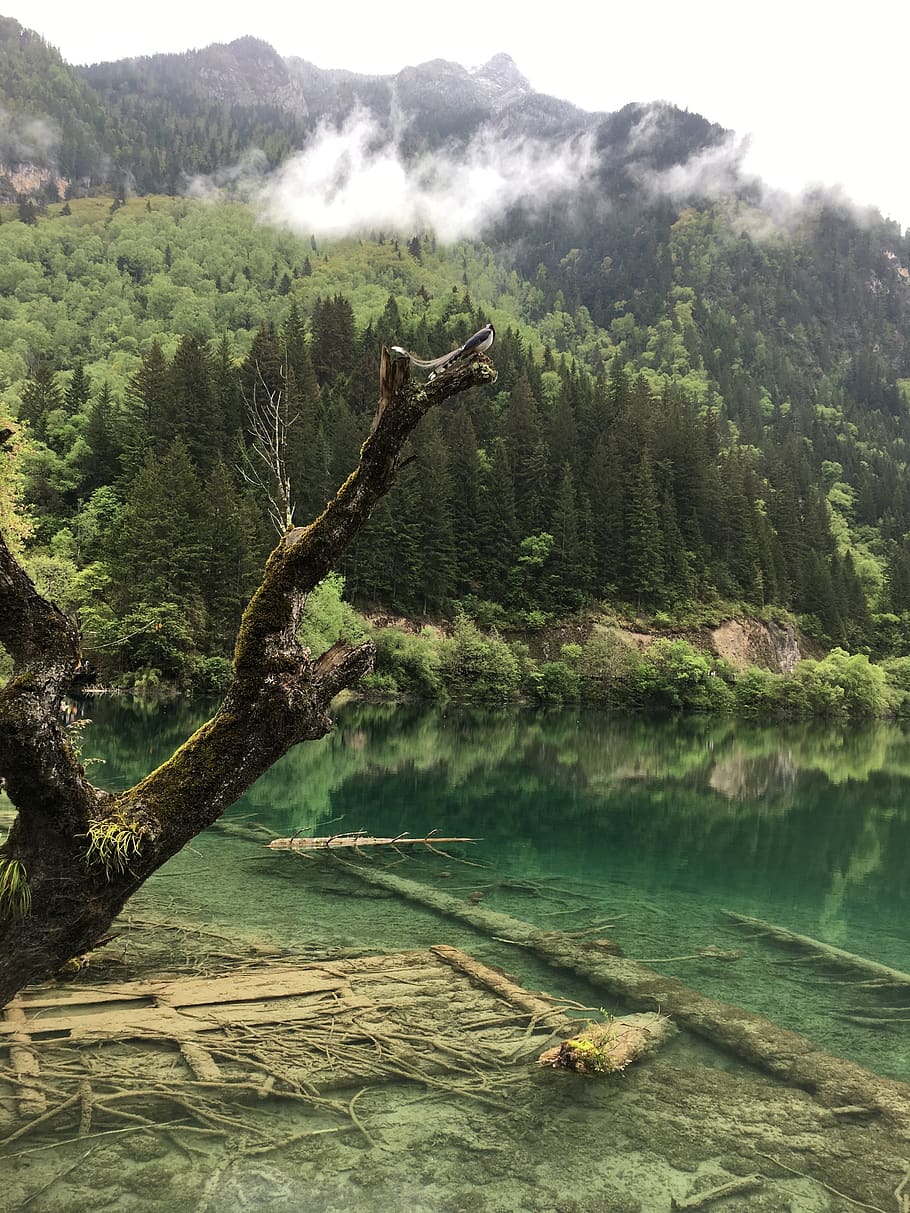 jiuzhaigou, sichuan, the scenery, tree, plant, tranquility, scenics - nature, water, tranquil scene, beauty in nature