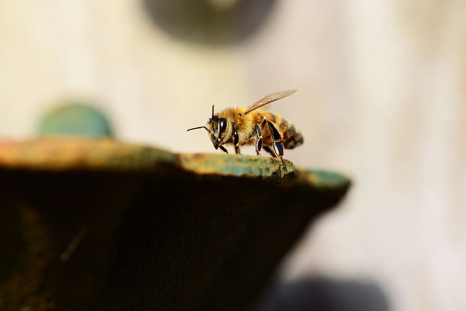 mel, abelha, água, buckfast, inseto, asas, olhos, listras, dourado, única abelha