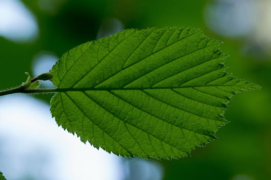 leaf, hazel, hazel leaf, leaf veins, leaf structure, structure, green, tree, plant part, plant