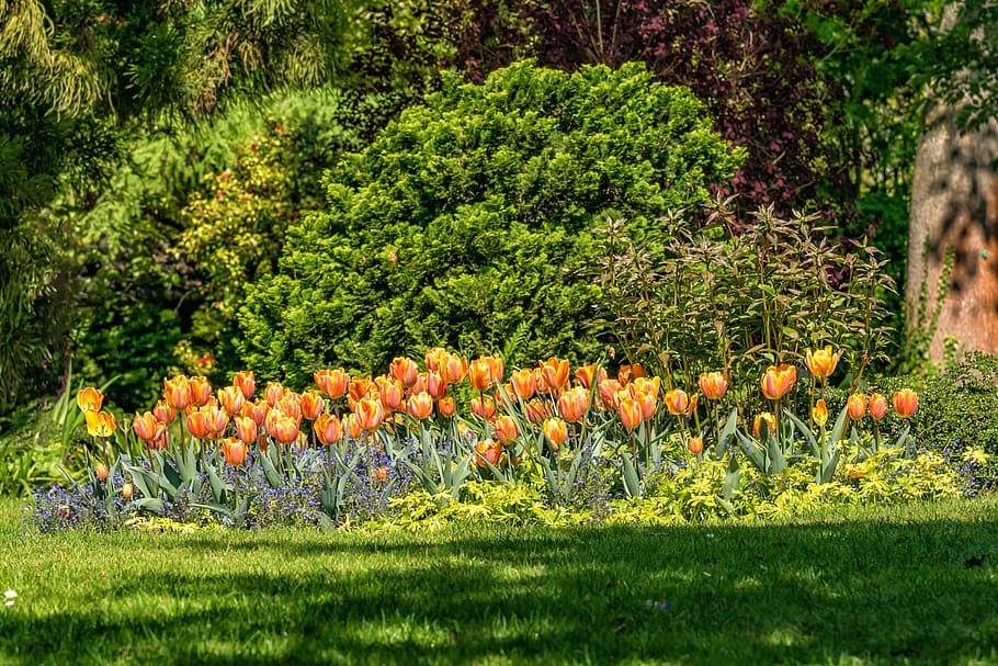 flowers, tulips, garden, spring, yellow, park, maintained, meadow, nature, colorful