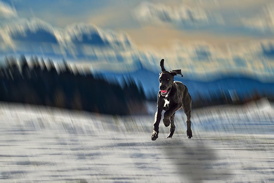 dog, mountain, snow, running, pinheiro, one animal, mammal, motion, domestic, pets