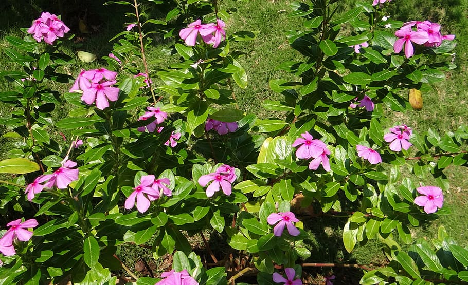 catharanthus roseus, periwinkle, flower, madagascar rosy periwinkle, cape periwinkle, rose periwinkle, rosy periwinkle, dharwad, india, flowering plant