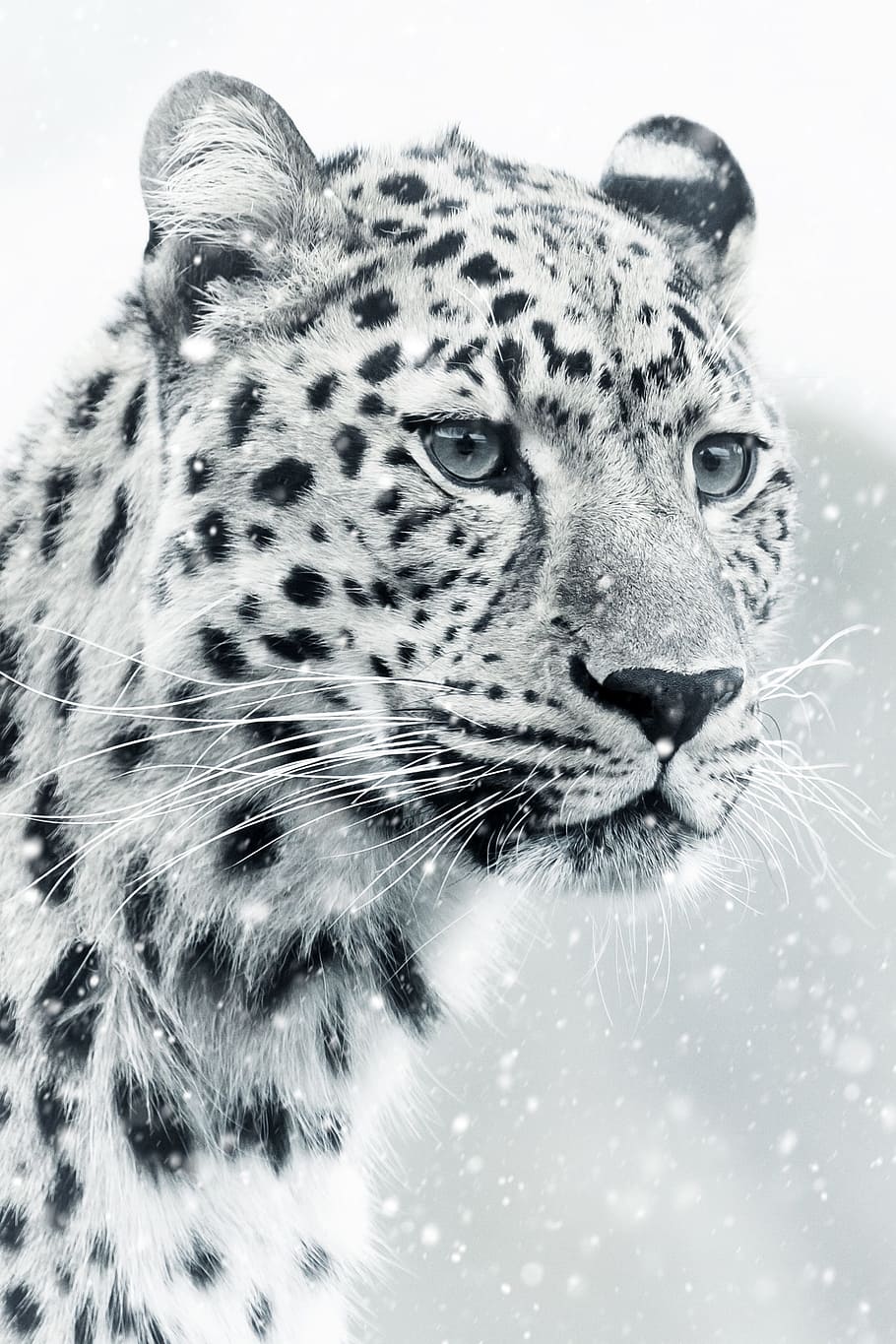 мелкий, фокус, белый, снежный барс, леопард, гепард, животный мир, животное, млекопитающее, кошка