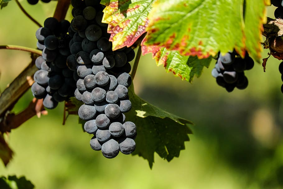 shallow, focus, blue, berries, grapes, fruit, fruits, winegrowing, food and drink, grape