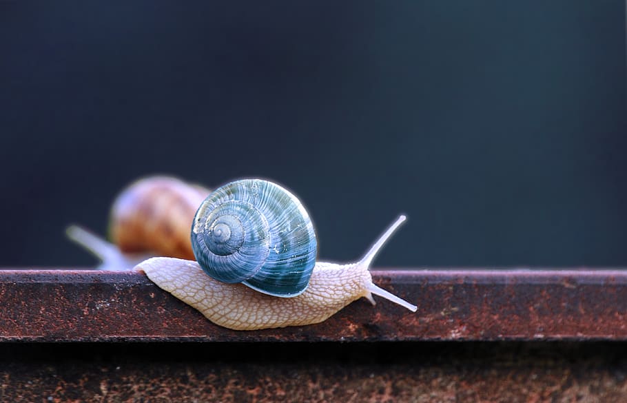 snail, blue, snail shell, progress, inch, slide, animal wildlife, animal themes, animal, invertebrate