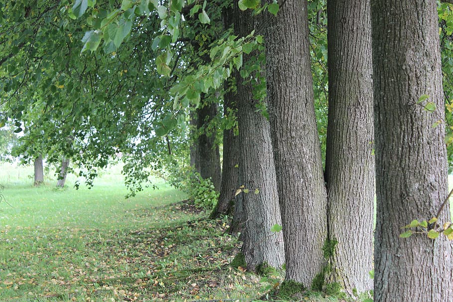 árboles, hojas, naturales, árbol, planta, tronco, tronco de árbol, tierra,  crecimiento, color verde | Pxfuel