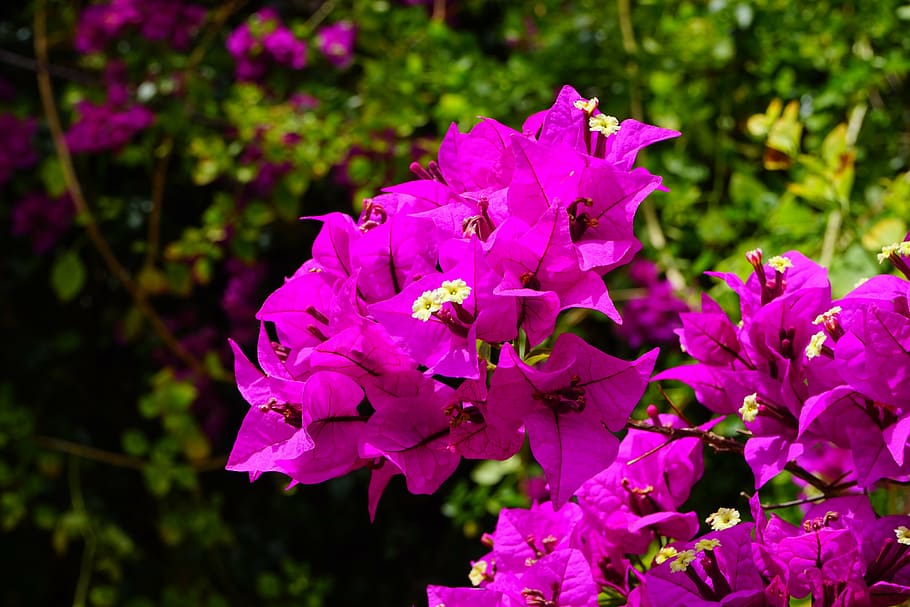 bougainvillea, flowers, pink, bush, bougainville, triple flower, four o'clock plant, nyctaginaceae, kahle hook flower, bougainvillea glabra