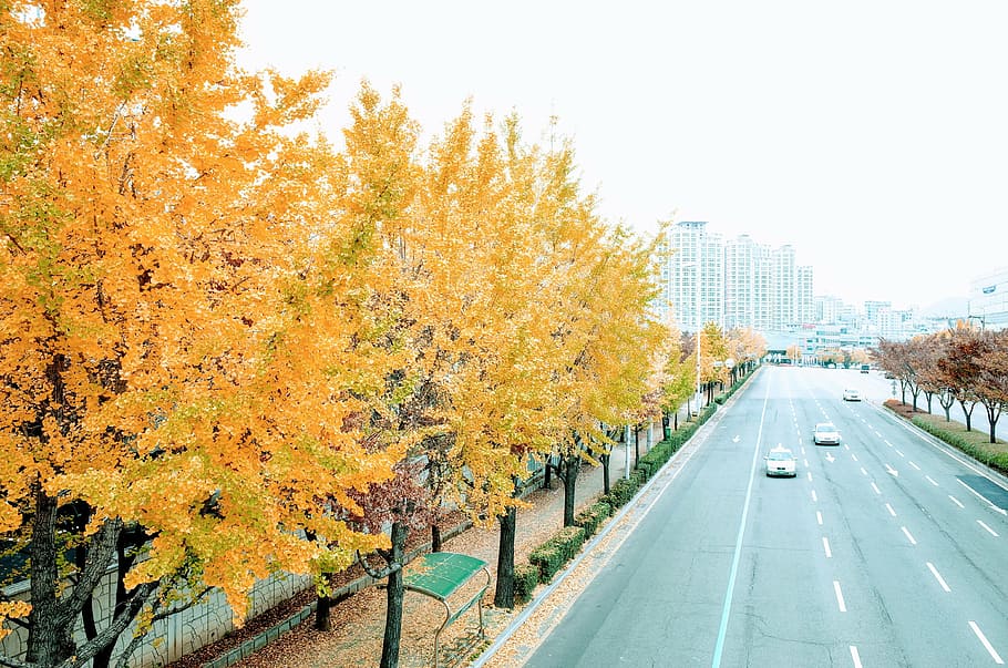 silver car, road, yellow, leaf tree, autumn, ginkgo, tree, transportation, highway, dividing line