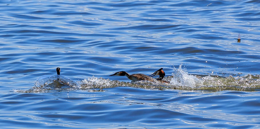 lake constance, lake, water, waters, great crested grebe, dispute, water bird, eriskircher ried, nature, nature conservation