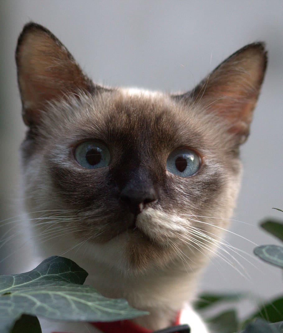 cat, burmese, blue eyes, hidden, leaves, nice, pets, mammal, domestic, one animal