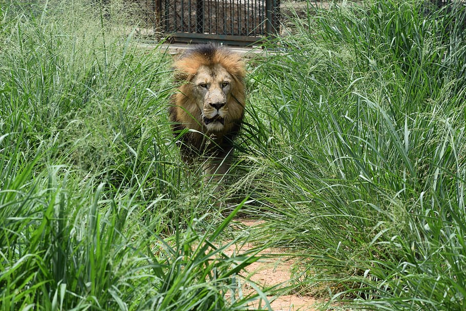 bannerghatta biological park, background, lion, animal, wildlife, safari, nature, zoo, jungle, lioness