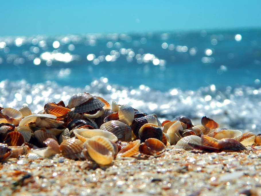 assorted-color seashells, sand, daytime, sea, summer, surf, seashells, beach, landscape, sky