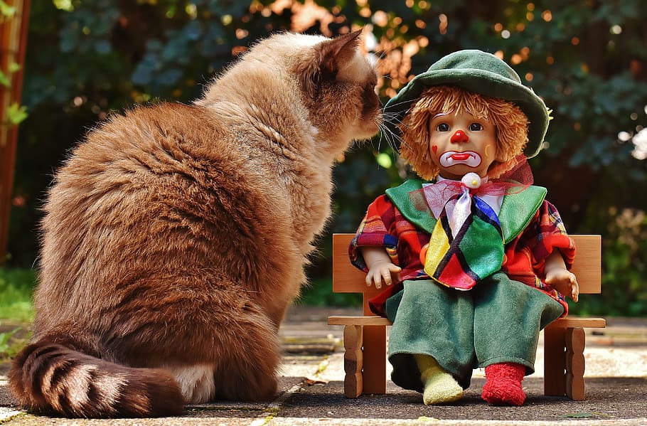 clown doll, brown, cat, doll, clown, sad, bank, british shorthair, race, cute