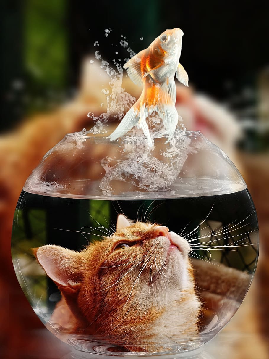 cat, looking, gold fish, clear, glass fish bowl, face, goldfish, glass, close, view