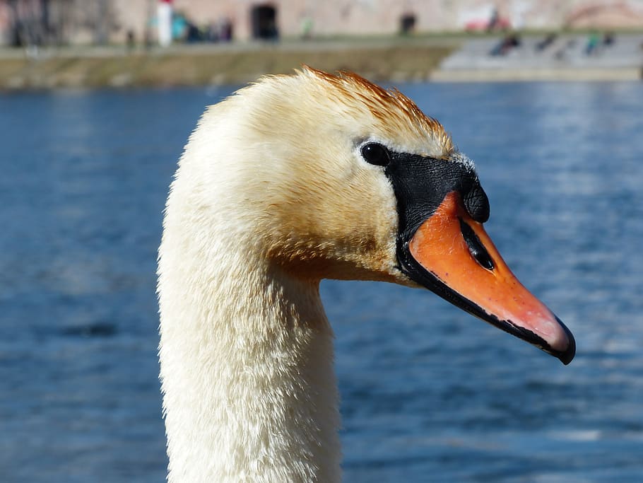 mute swan, swan, bird, river, lake, waters, water, swim, animal, cygnus olor