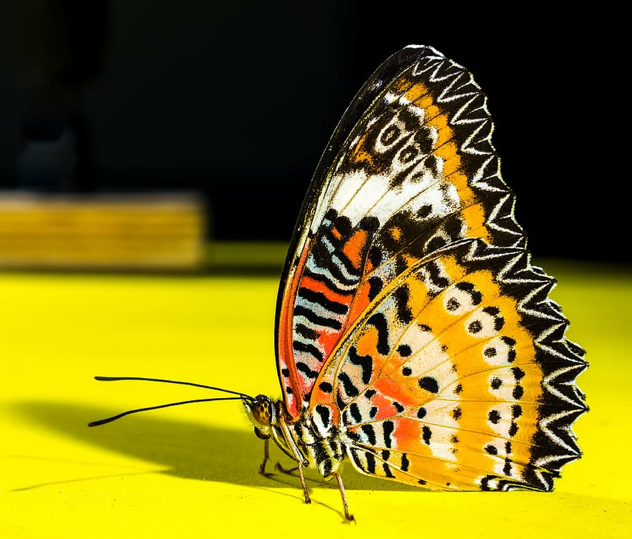 macro photography, yellow, orange, white, black, butterfly, insect, animal themes, invertebrate, animal