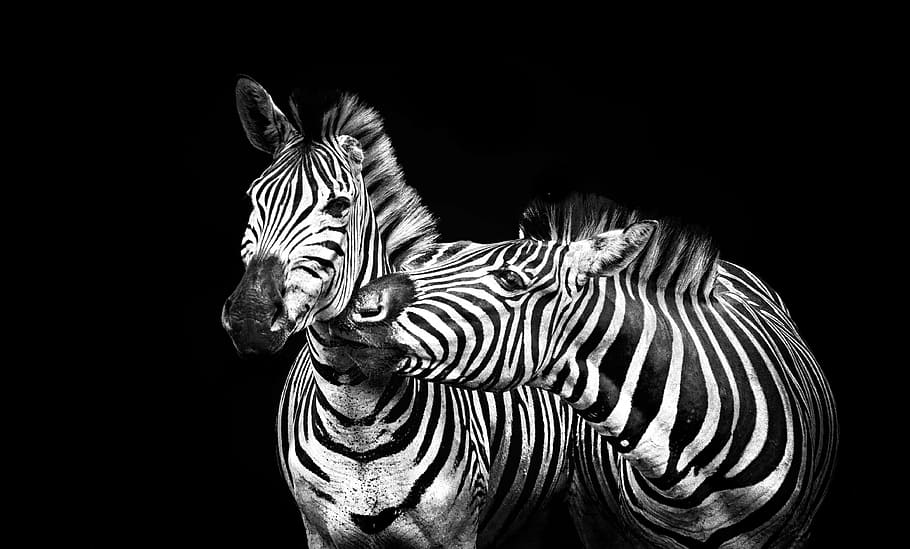 two zebra portrait, zebras, stripes, black and white, striped, animal, africa, lines, nature, wildlife