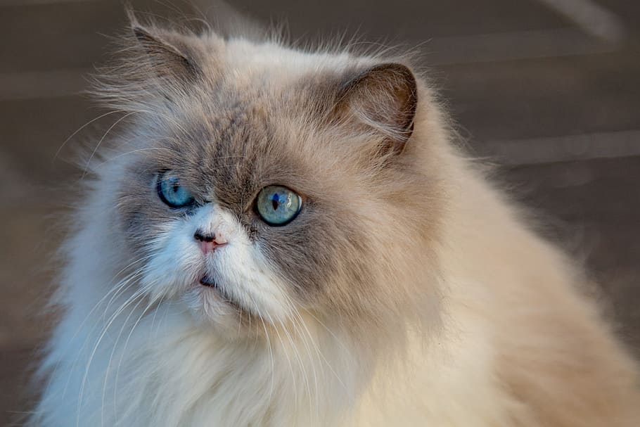 fotografía de primer plano, blanco, gato persa, gato, gato de pelo largo, retrato de gato, puntero alemán de pelo largo, ojo azul, pelo largo, mascota