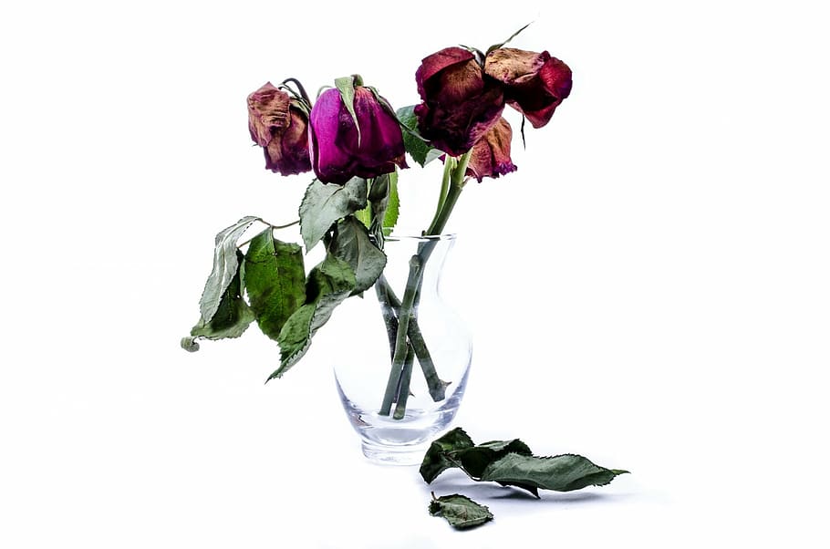 dried, rose, flowers, vase, flower, dead, wither, death, isolated, decoration